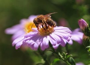 Учреждение праздника призвано подчеркнуть вклад медоносных пчёл в процессы опыления растений. Фото: Zsolt Biczo, Shutterstock