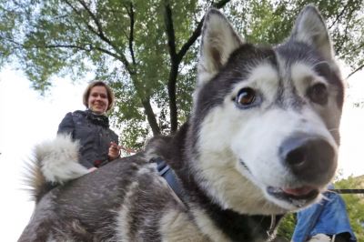 Уже этой осенью все подмосковные собаки обзаведутся чипами и справками о регистрации. Фото: Аркадий Колыбалов/РГ.