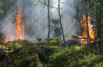 Необходимо менять подход к обеспечению регионов данными о пожароопасной обстановке через космический и авиационный мониторинги.