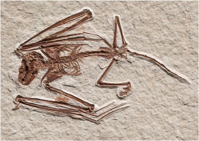 Паратип Icaronycteris gunnelli — нового вида ископаемых рукокрылых, древнейшего из всех, хранящийся в Американском музее естественной истории. Фото: PLOS One.