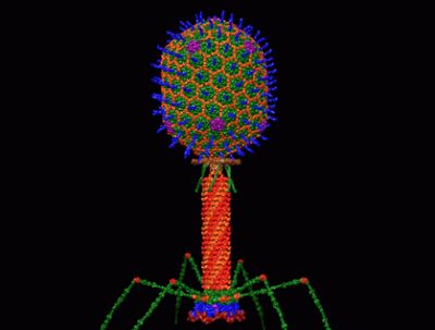Структурная модель бактериофага Т4 с атомным разрешением. Иллюстрация: Dr. Victor Padilla-Sanchez, PhD / Wikipedia.
