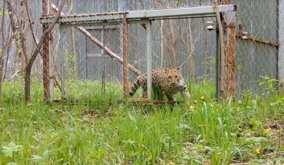 Планируется, что в ближайшее время очередным леопардом, выпущенным в заповедник, станет юный самец Leo 260M, который в настоящее время содержится в Центре реабилитации.