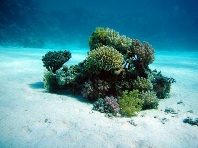 Там высадили к настоящему времени более 35 тыс. коралловых кустов. Иллюстрация: pxhere.com.