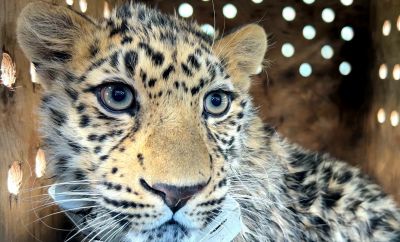 Дальневосточный леопард впервые в истории вернулся в дикую природу после успешной реабилитации.