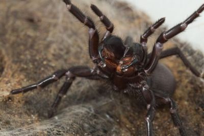 Это один из немногих пауков, чей укус может привести к смерти человека. Фото: David Wilson / sciencealert.com.