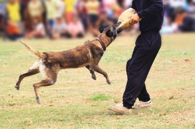Собаки проходят различные тренировки. Фото: Skynavin, Shutterstock.