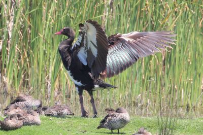 Фото: Arthur Chapman / inaturalist.org.