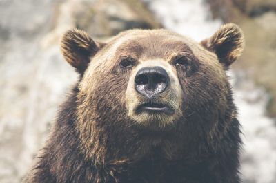 Никогда не подкармливайте медведей: приучая его попрошайничать, вы подписываете ему смертный приговор!