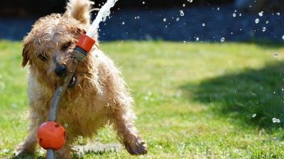 Иллюстрация: pixabay.com.