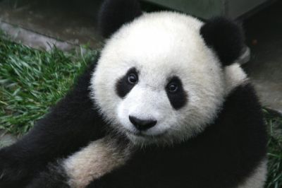 российская национальная организация «Всемирный фонд природы» расторгла соглашение об использовании логотипа «Панда» и аббревиатуры WWF»