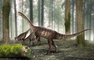 Этот динозавр жил на территории Бразилии 225 миллионов лет назад и был настоящим великаном по меркам своего времени. Иллюстрация: Márcio L. Castro.