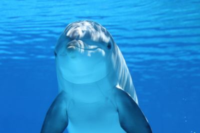 Есть ли будущее у дельфинариев?