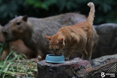 Животное уже стало местной знаменитостью. Фото: Twitter / Zoo Negara.
