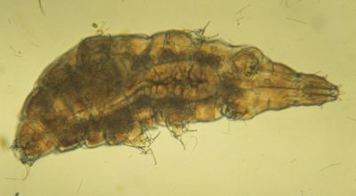 Тихоходка Milnesium tardigradum. Представители этого рода сохранили особенно много предковых черт. Фото: Hoddyfool / Wikimedia Commons.