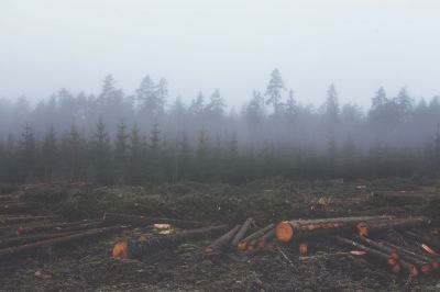 Лес после вырубки.