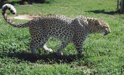 Переднеазиатский леопард. Фото: Lubman04 / wikipedia.
