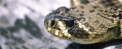 Ежегодно в мире фиксируется более 5 млн укусов змей. Фото: Lawrence Wilson.