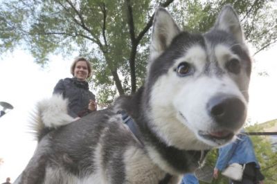 Даже если собака излучает дружелюбие, на улице ее нужно держать на поводке. Фото: Аркадий Колыбалов.