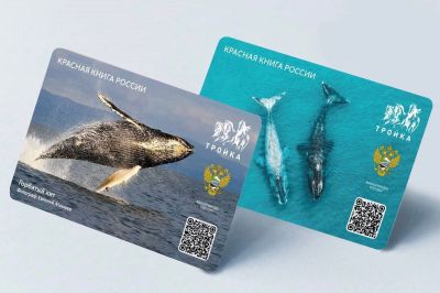Заповедные карты «Тройка» с изображением горбатого и гренландского китов выпущены ограниченным тиражом.