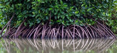 Мангровые леса в Индонезии. Фото: CIFOR-ICRAF/A. Эрланга.