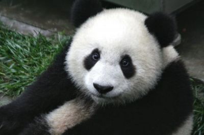 Около пяти лет назад панд из исчезающего вида перевели в уязвимый вид.