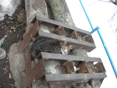 Одна из задач Дня бездомных животных — пробудить у владельцев зверей сознательное отношение к своей роли.