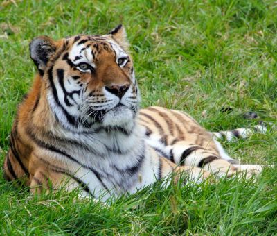 Совместный с Китаем резерват для тигра и леопарда одобрен Правительством РФ.