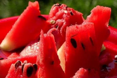 Как выращивать южную ягоду в северном климате - новости экологии наECOportal