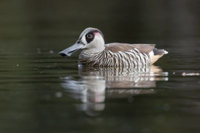 Розовоухая утка (Malacorhynchus membranaceus). Фото: Ákos Lumnitzer с сайта inaturalist.org, Австралия, 17 мая 2015 года.