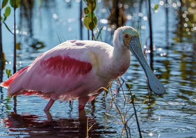 Розовые колпицы — крупные болотные птицы семейства ибисовых с ярко-розовыми перьями и длинным, крупным, уплощенным клювом. Фото: roxcollins/Shutterstock.
