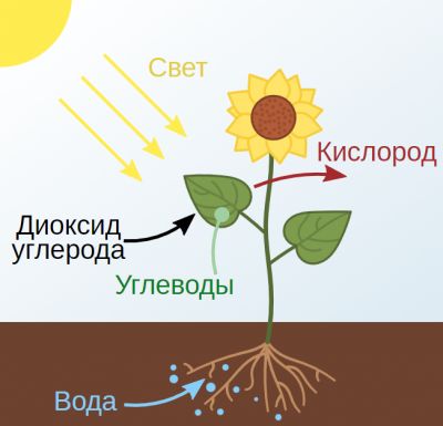 Фотосинтез. Иллюстрация: Д.Ильин / wikipedia.