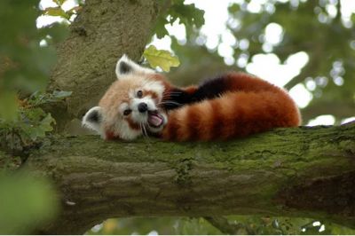 Красная панда просыпается от дремоты и зевает. Фото: w-dog.ru.