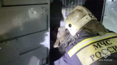 Кадр видео спасения медведя в Костроме