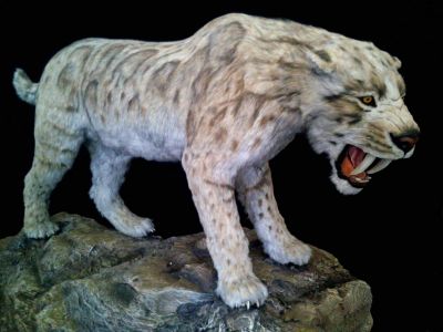 Фото: Smilodon fatalis, реконструкция / Wikimedia Commons.