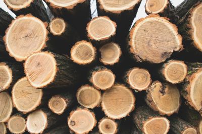 Создание реестра позволит эффективно планировать и проводить мероприятия по охране, защите и воспроизводству лесов и лесоразведению.