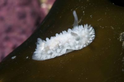 Голожаберный моллюск Onchidoris muricata. Фото: artsdatabanken.no.