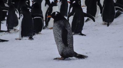 Субантарктический пингвин (Pygoscelis papua) с аберрантной окраской. Фото: Rocio Nigro et al. / Polar Biology, 2023.