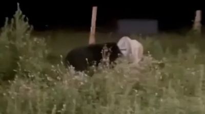 Медведь с бидоном на голове в Приморье. Стоп-кадр видео.