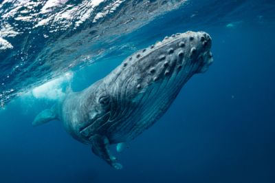 Вес сердца синего кита равен весу амурского тигра. Фото: shutterstock.com.