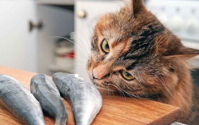 Кошки любят рыбу, но почему? Фото: thecatsite.com.