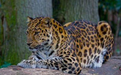 В 2000-е годы существовало лишь 35 особей дальневосточного леопарда.