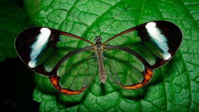 Стеклянная бабочка, или Greta Oto