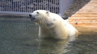 Фото предоставлено пресс-службой Московского зоопарка. Фото: АГН "Москва".