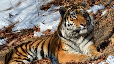 Амурский тигр - самый крупный подвид тигра на планете. В настоящее время в России насчитываются около 750 амурских тигров.