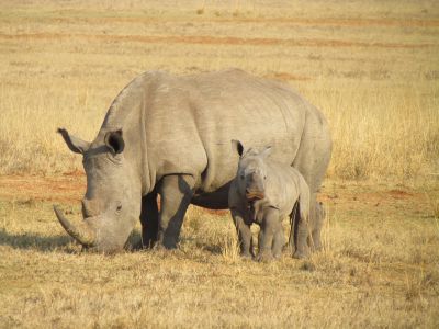 Праздник был учреждён в 2010 году и изначально касался судьбы африканских носорогов.