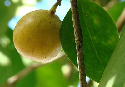Плод манцинеллового дерева, или манцинеллы (Hippomane mancinella), от испанского manzanilla «яблочко» (диаметр этих плодов около 4 см). Фото: Dick Culbert / commons.wikimedia.org, Панама, 26 января 2008 года.