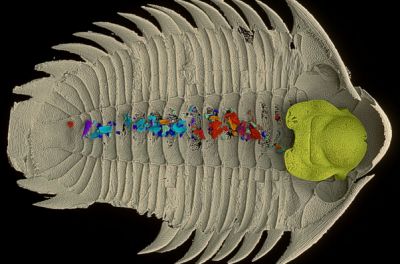 Трилобит Bohemolichas incola; остатки разных существ, которых он ел, показаны «осколками» различных цветов. Иллюстрация: Petr Kraft et al. Nature, 2023.