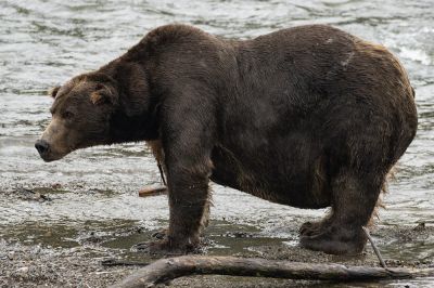 Знакомьтесь с милыми, но упитанными номинантами. Фото: NPS Photo/F. Jimenez.