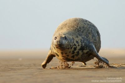 Фото: Comedy Wildlife Photography Awards.