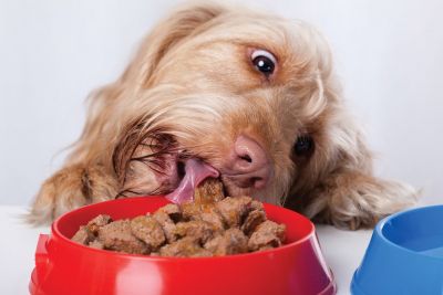 Новое исследование показало, что домашние собаки отдают предпочтение еде, а не игрушкам. Фото: Unsplash.